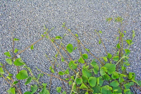 Vine bakgrunder — Stockfoto