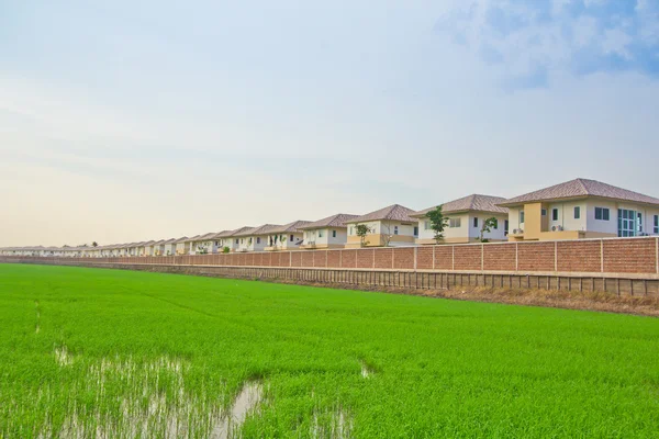 Casa no campo arroz — Fotografia de Stock