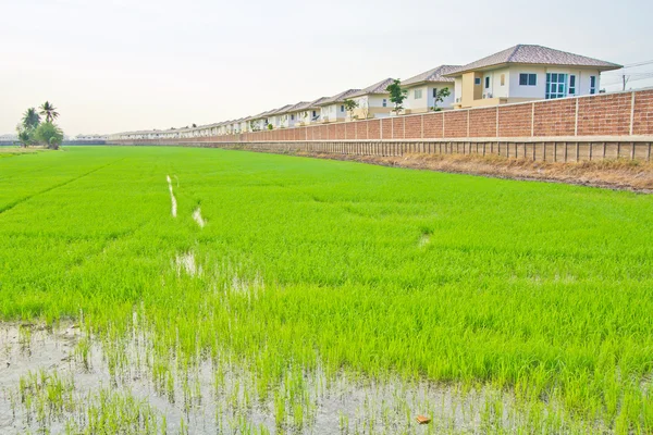 House in the field rice — Stock Photo, Image