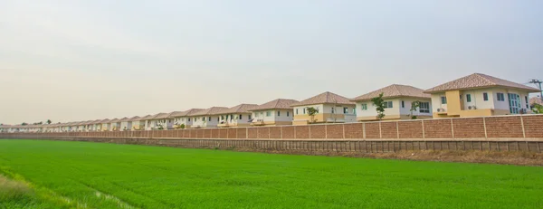 Haus im Feld Reis — Stockfoto