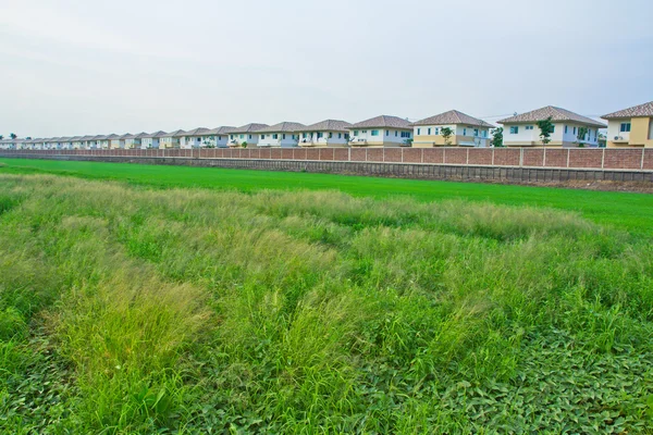 Haus im Feld Reis — Stockfoto