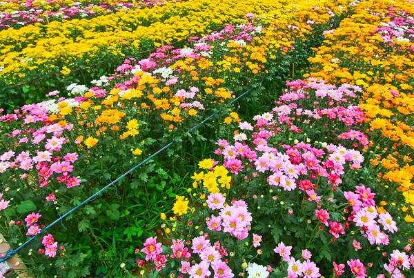 Beautiful chrysanthemum — Stock Photo, Image