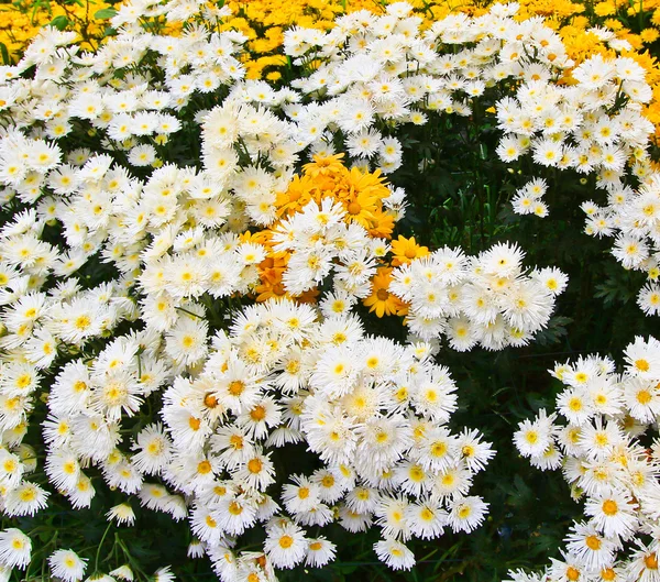 Beautiful chrysanthemum — Stock Photo, Image