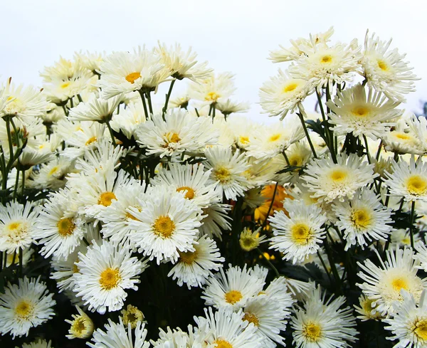 Beautiful chrysanthemum — Stock Photo, Image