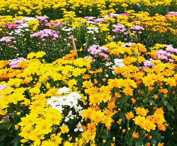 Mooie chrysant — Stockfoto