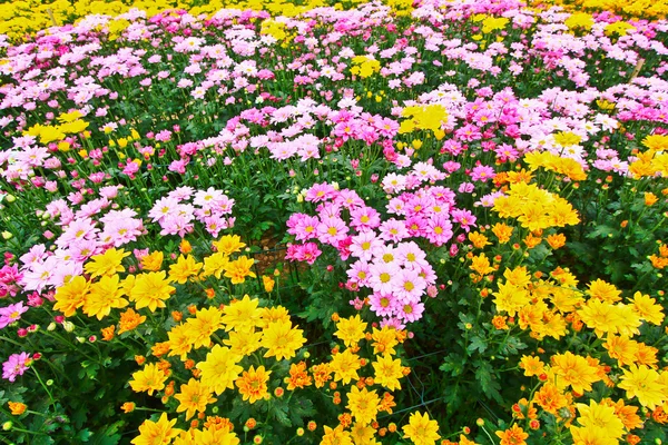 Mooie chrysant — Stockfoto