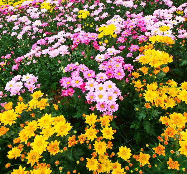 Schöne Chrysantheme — Stockfoto