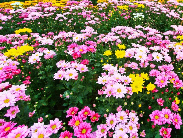 Beautiful chrysanthemum — Stock Photo, Image