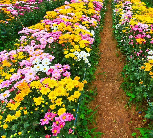 Beautiful chrysanthemum — Stock Photo, Image