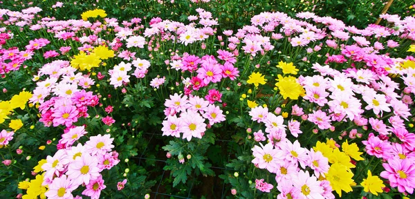 Красиві хризантеми — стокове фото