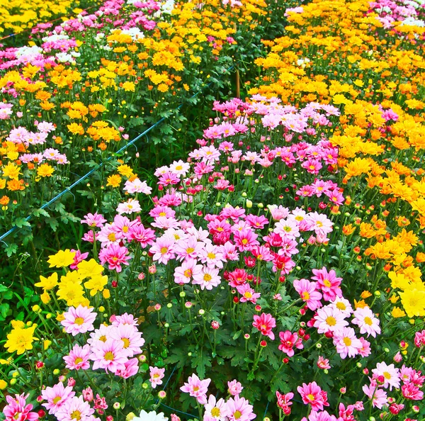 Beautiful chrysanthemum — Stock Photo, Image