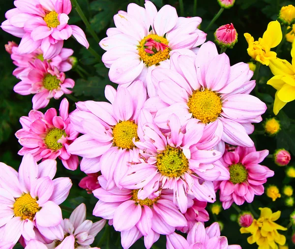 Beautiful chrysanthemum — Stock Photo, Image