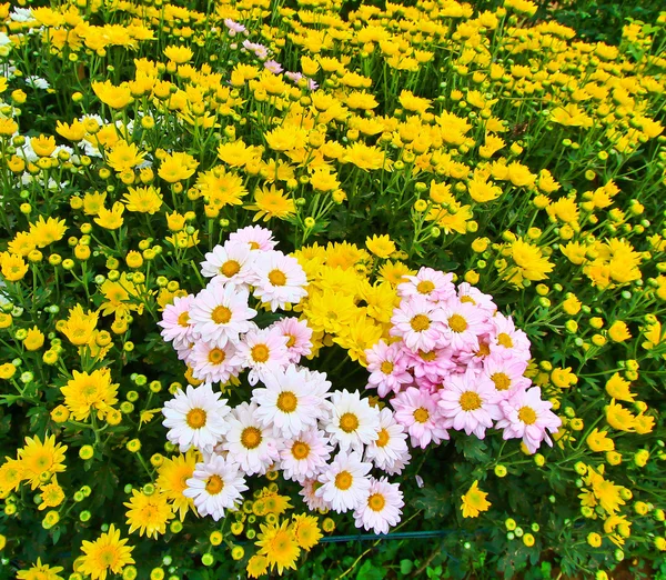 Mooie chrysant — Stockfoto