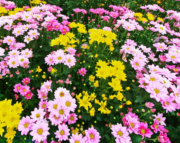 Beautiful chrysanthemum — Stock Photo, Image