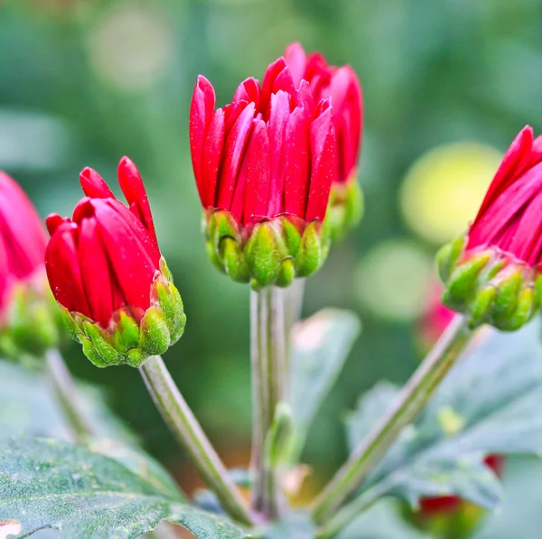 Rosa Chrysantheme — Stockfoto