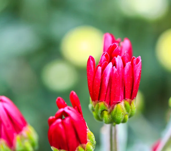 Rosa Chrysantheme — Stockfoto