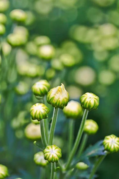 Bellissimo crisantemo — Foto Stock