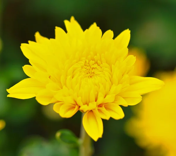 Krásné chryzantémy — Stock fotografie
