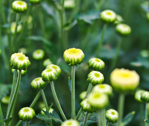 Bellissimo crisantemo — Foto Stock