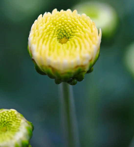 Beautiful chrysanthemum — Stock Photo, Image