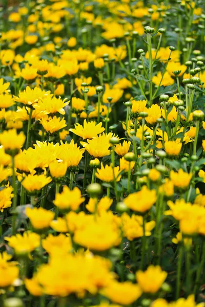Красиві хризантеми — стокове фото