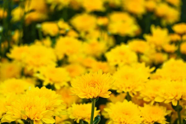 Vakkert krysantemum. – stockfoto