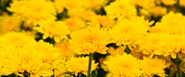 Beau chrysanthème — Photo