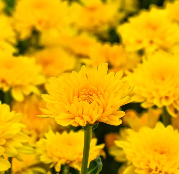 Hermoso crisantemo — Foto de Stock