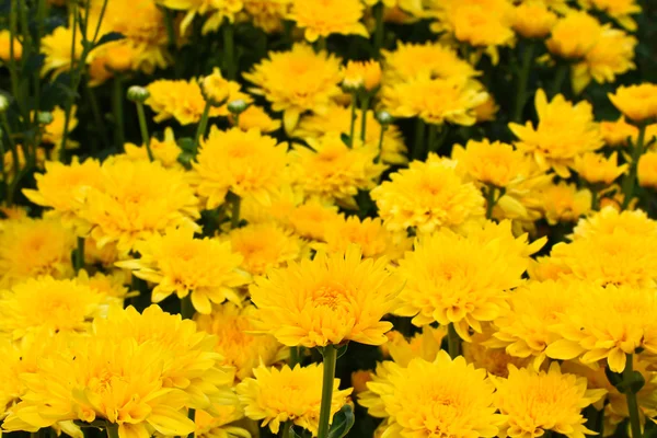 Beautiful chrysanthemum — Stock Photo, Image