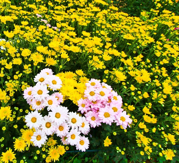 Beautiful chrysanthemum — Stock Photo, Image