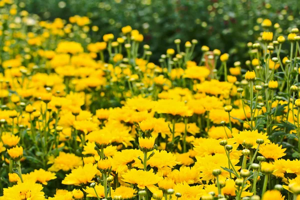 Bellissimo crisantemo — Foto Stock