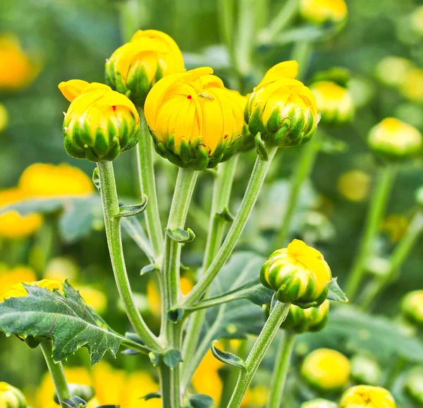 Beautiful chrysanthemum — Stock Photo, Image