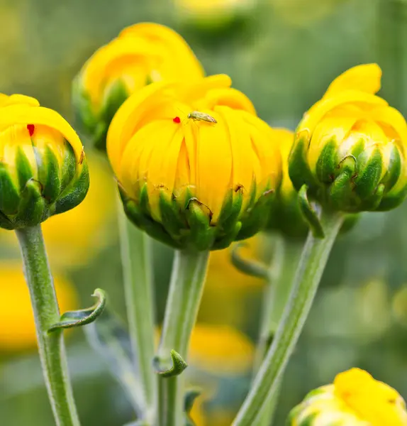 Beautiful chrysanthemum — Stock Photo, Image