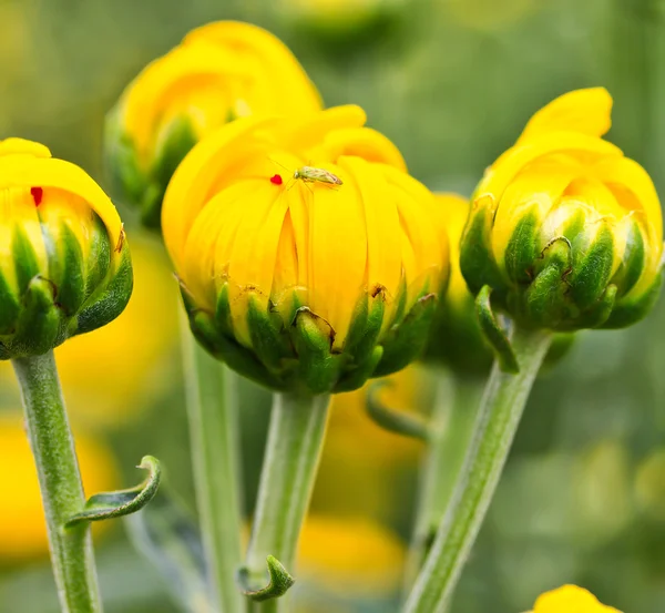 Beautiful chrysanthemum — Stock Photo, Image