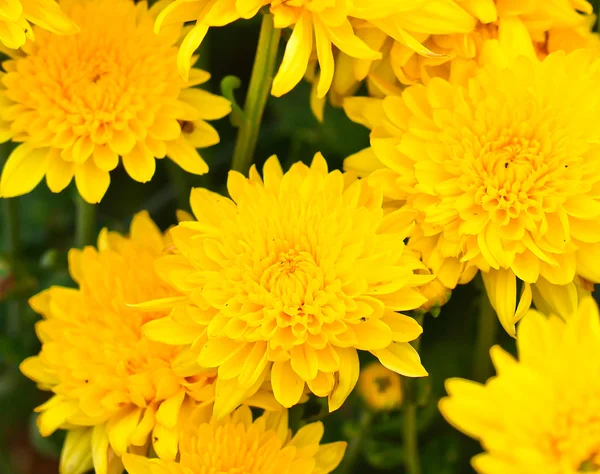 Schöne Chrysantheme — Stockfoto