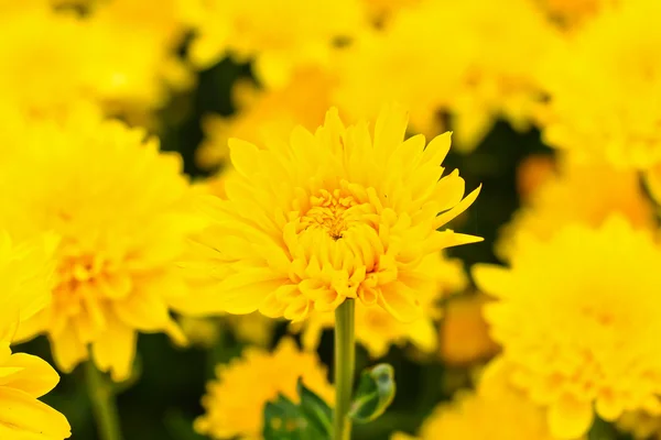 Mooie chrysant — Stockfoto