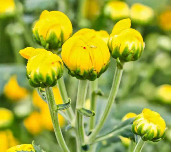 Bellissimo crisantemo — Foto Stock