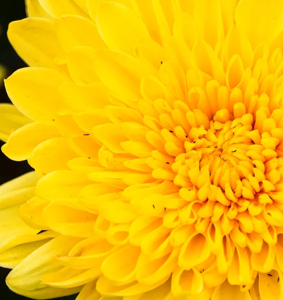 Hermoso crisantemo — Foto de Stock