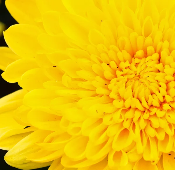 Mooie chrysant — Stockfoto