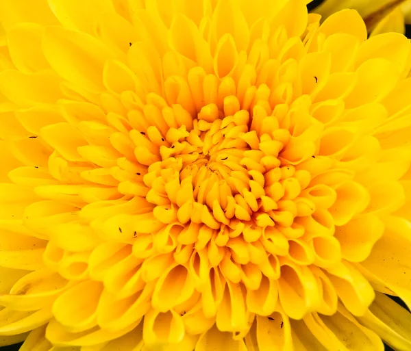 Schöne Chrysantheme — Stockfoto