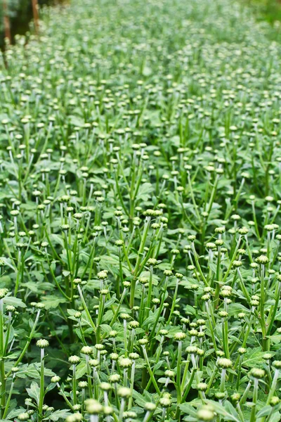 Mooie chrysant — Stockfoto