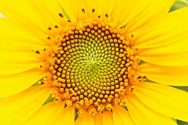 Sonnenblumenblüte — Stockfoto