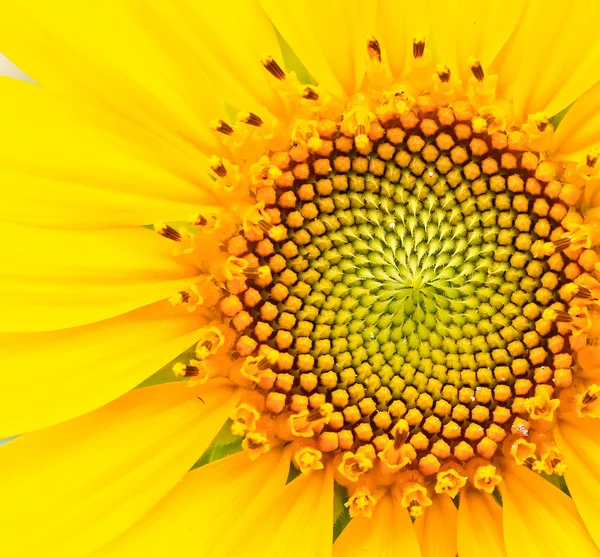 Girasol — Foto de Stock