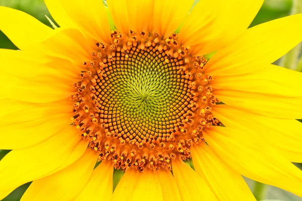 Kwiat słonecznika — Zdjęcie stockowe