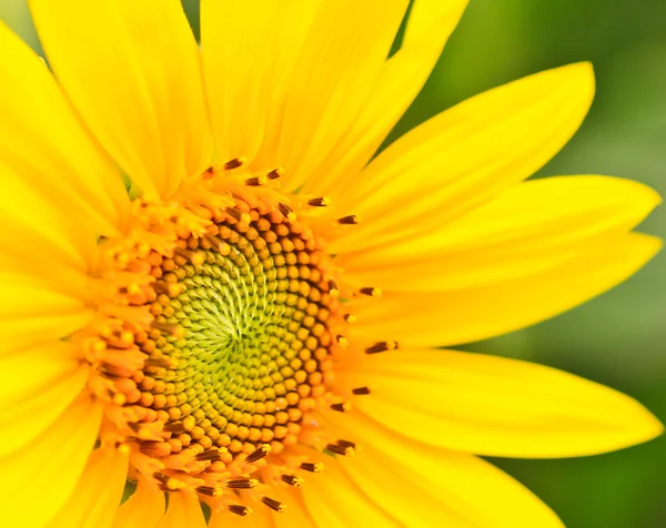 Girasol — Foto de Stock