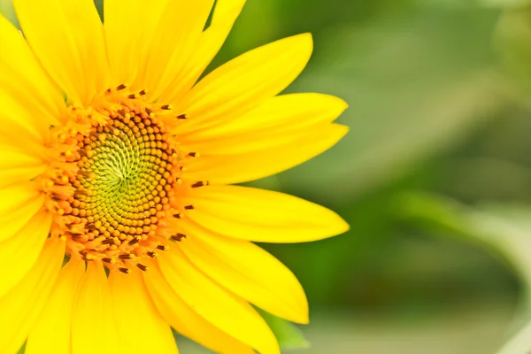Solros blomma — Stockfoto