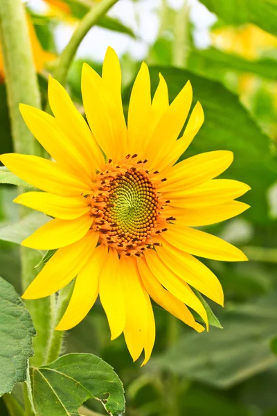 Sunflower flower — Stock Photo, Image