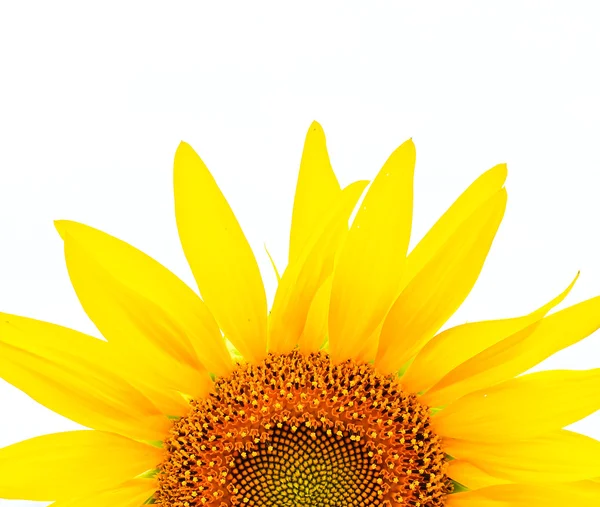 Sunflower flower