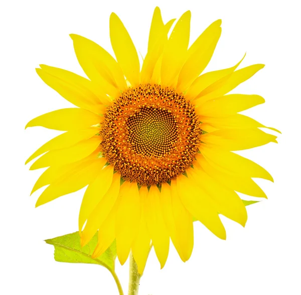 Zonnebloem bloem — Stockfoto