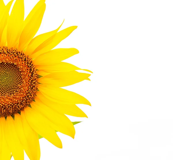 Sunflower flower — Stock Photo, Image